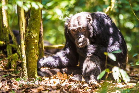 Uganda : Excursão de 1 dia ao Santuário de Ngamba para Chimpanzés