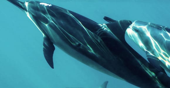 Muscat: Dolphin Watching Boat Tour