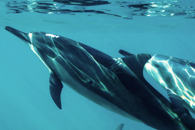 Muscat: Båttur med delfinskådning