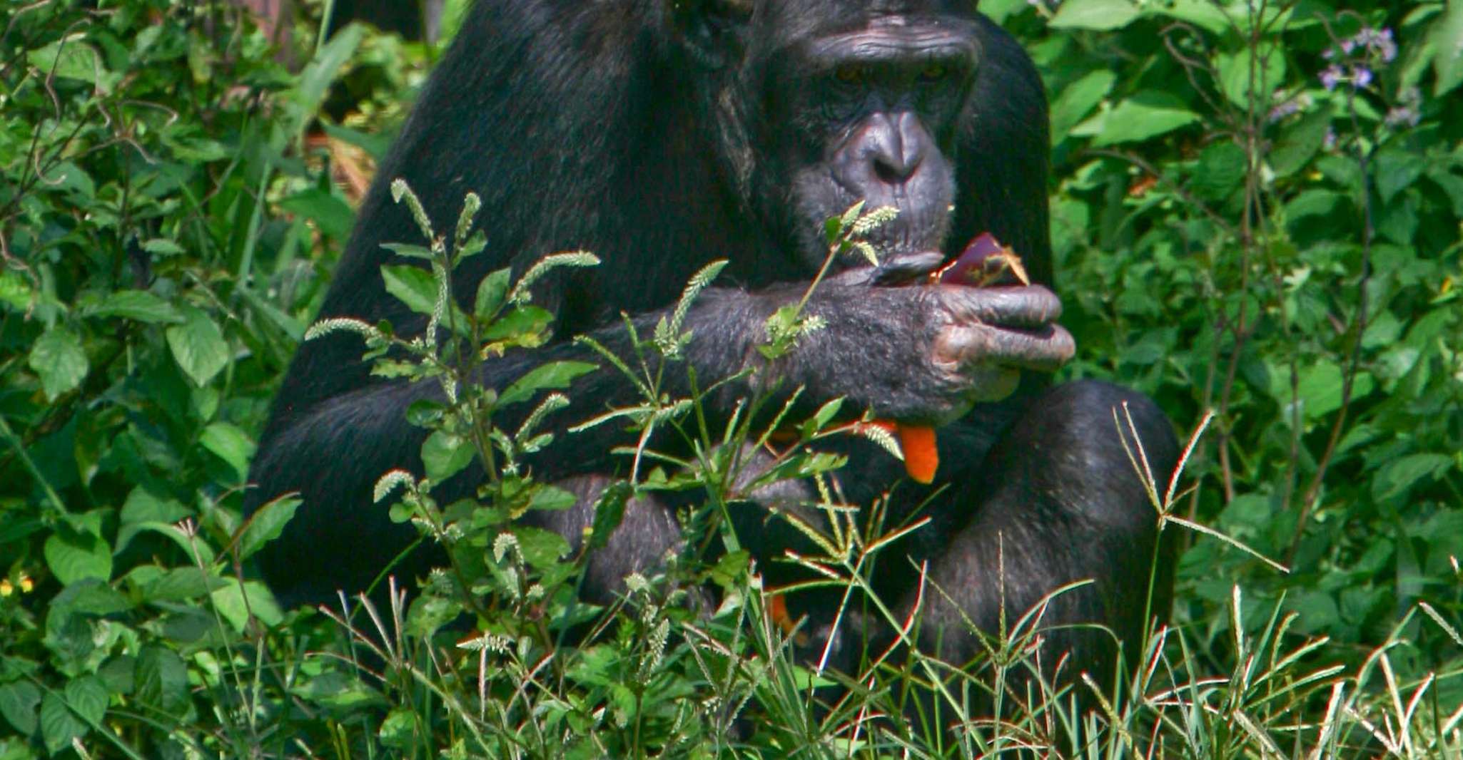 1 DAY BEST OF NGAMBA ISLAND CHIMPANZEE TREK & EQUATOR TOUR - Housity