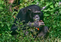 1 día Best of Ngamba Island Chimpanzee Trek & Equator Tour - Housity