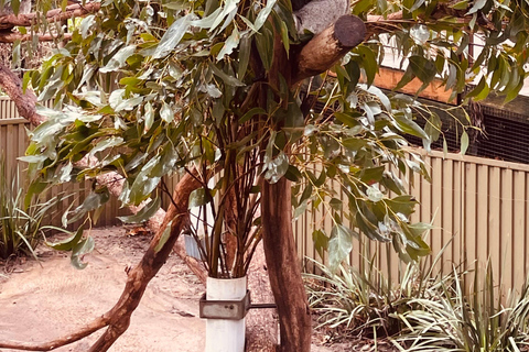 Vanuit Adelaide: Knuffel een Koala en historische Hahndorf Tour