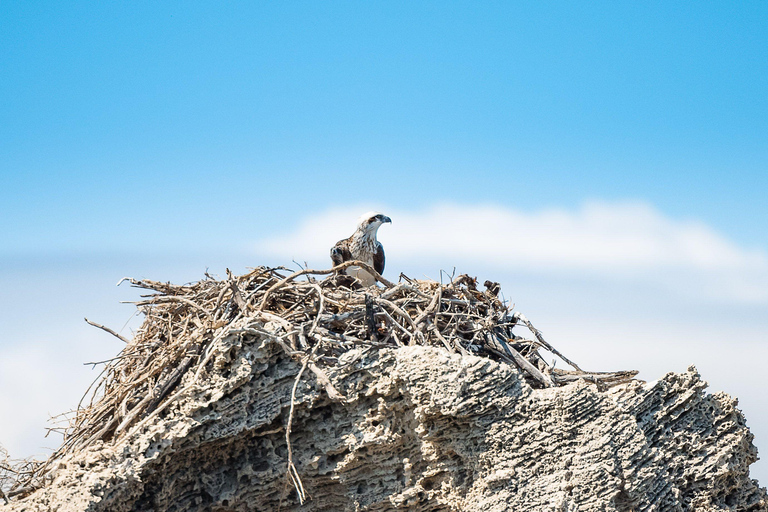 Rockingham: Shoalwater Islands, Dolphins, and Sea Lions Tour 11:15 am Departure
