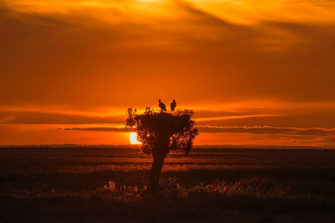 Doñana: 4x4 Trip and Exclusive Access to Coto del Rey Daily 4x4 visit to Doñana National Park