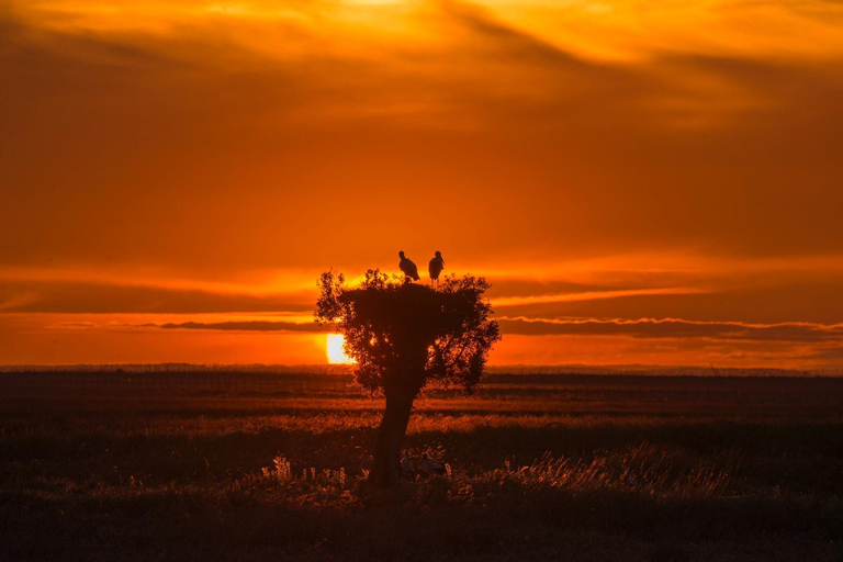 Doñana: 4x4 Trip and Exclusive Access to Coto del Rey Daily 4x4 visit to Doñana National Park