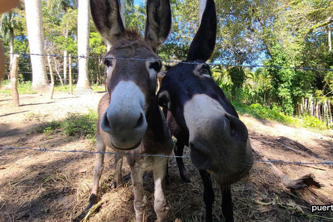 Dominican Republic Countryside Safari Tour from Puerto Plata