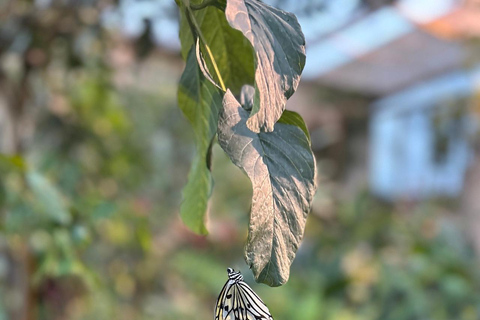 Icod Dragon Tree & Guachinche Experience North Tenerife Hotel Pickup