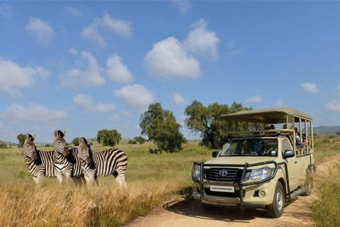 Cradle of Humankind & Rhino and Lion Nature Reserve Safari