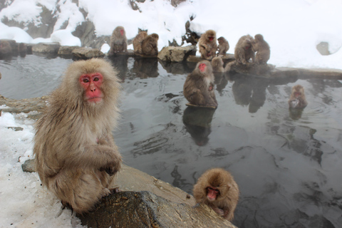 De Tóquio: Nagano, Templo Zenkoji, viagem de 1 dia para os macacos da neve.