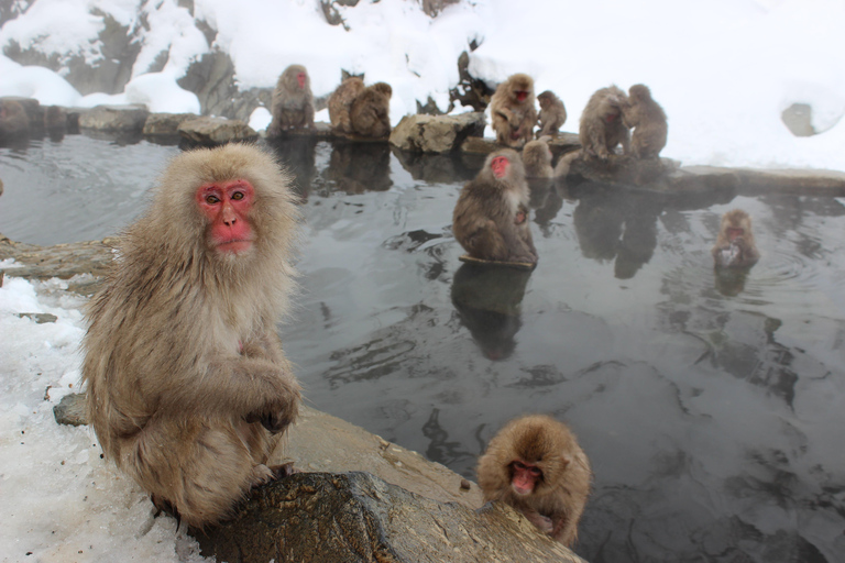 Från Tokyo: Nagano, Zenkoji Temple, Snow Monkeys Dagsutflykt.