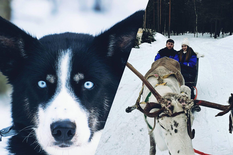 Tour Combo\Husky e giro in slitta con le renne a Levi