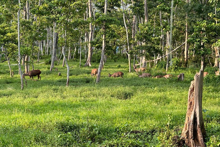 From Kathmandu to Chitwan: Jungle Safari + Meals &amp; Transport