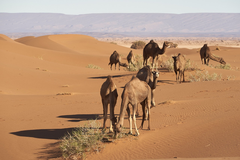 De Marrakech: 3 dias e 2 noites para o deserto do Saara MerzougaDe Marrakech: excursão de 3 dias ao deserto do Saara de Merzouga