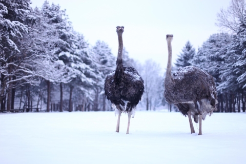 Seoul: Alpaca World & Nami Island (optionaler koreanischer Garten)Gruppentour (kein Garten), Treffen in Dongdaemun