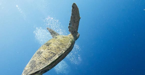 Pattaya: Discover Scuba Diving Experience with Instructor