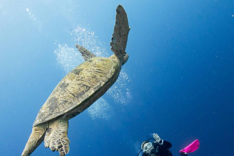 Pattaya: Discover Scuba Diving Experience with Instructor