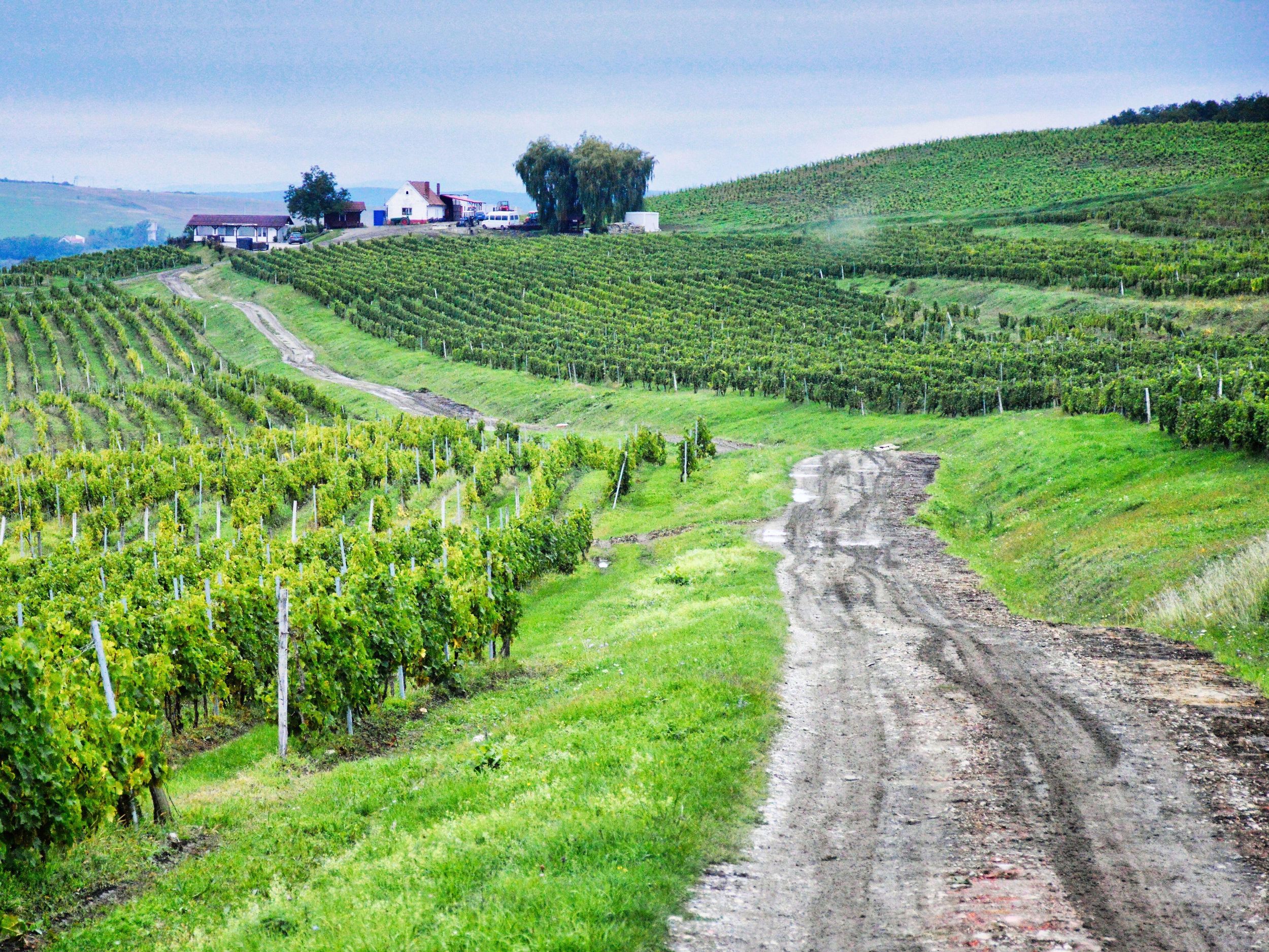 Private Tour nach Sibiu mit Weinprobe ab Cluj