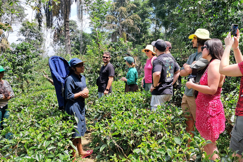Ella: Organic Tea Plantation Tour with Tea Making & Tasting