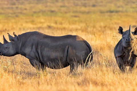 From Moshi: 1 Day Mkomazi Scenic Safari