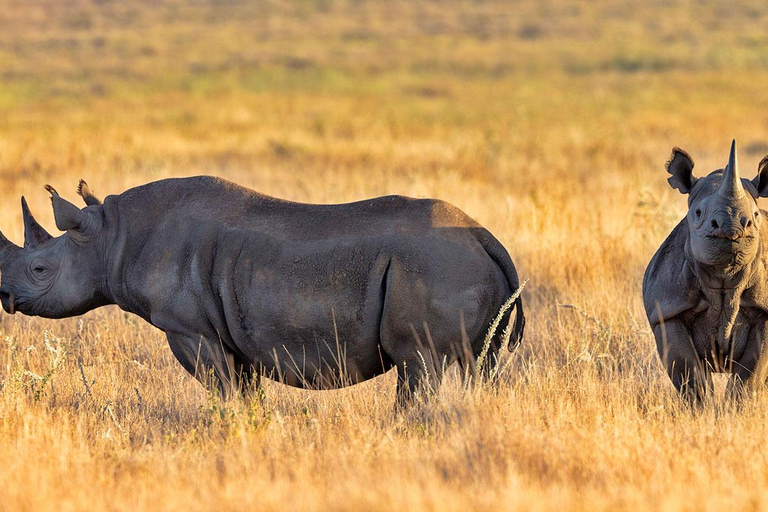 From Moshi: 1 Day Mkomazi Scenic Safari