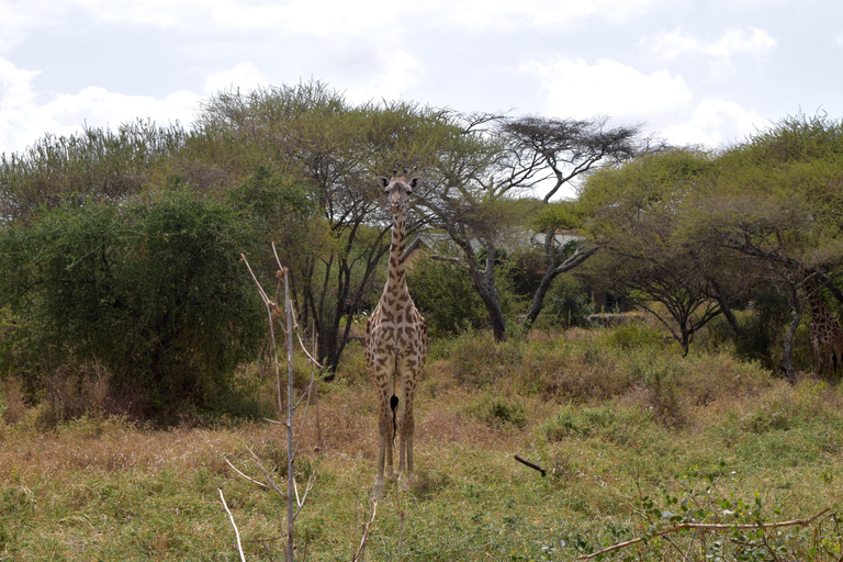 Arusha: Paseo con jirafas