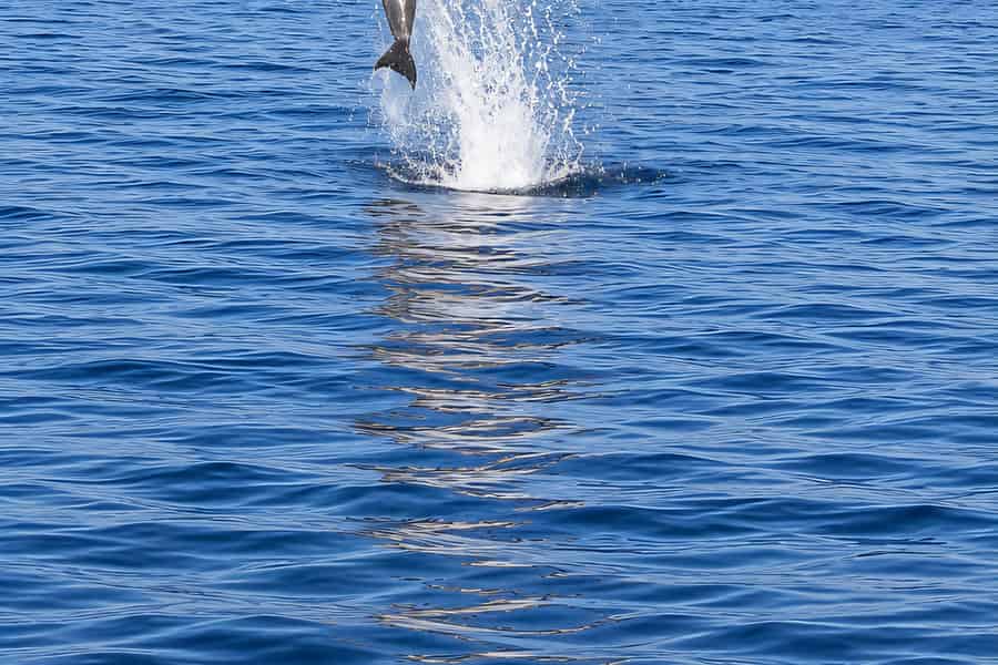 Can Picafort: Bootstour zur Delfinbeobachtung mit Schwimmen und Höhlen. Foto: GetYourGuide