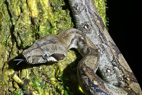 Monteverde: Night Tour with Night Vision Goggles