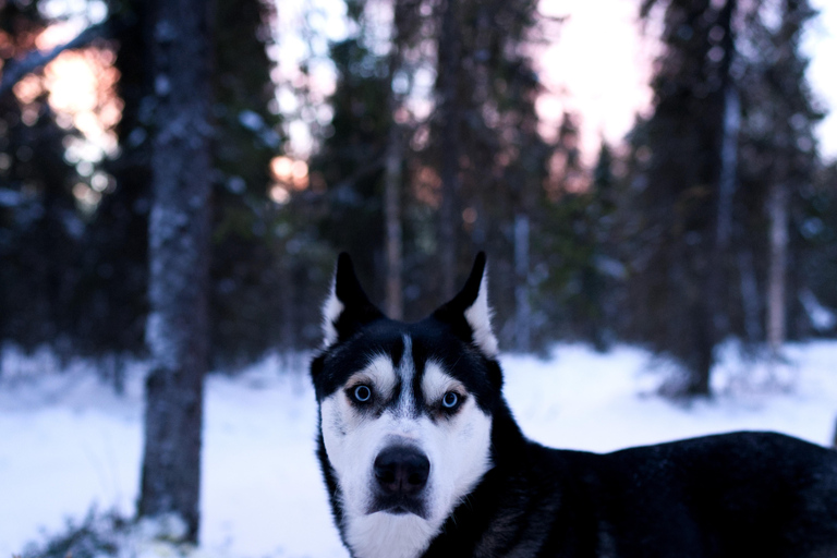 Levi: safari in slitta trainata da husky di 5 km con guida autonomaLevi: safari in slitta trainata da husky di 5 km da guidare da soli