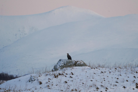 Tromsø: Rejs arktycznym fiordem wśród polarnych krajobrazów