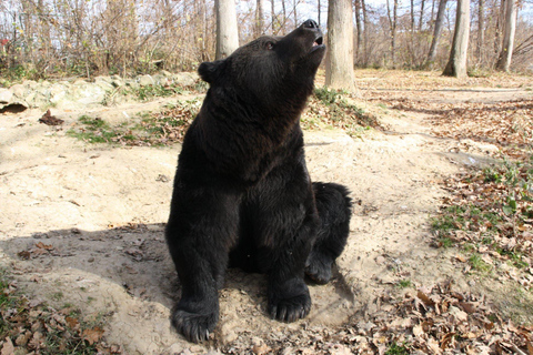 Brasov: Libearty Bear Sanctuary Guided Tour with Transfers