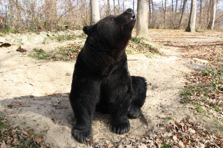 Brasov: Libearty Bear Sanctuary Guided Tour with Transfers