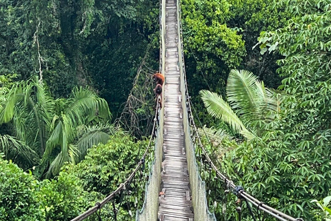 Tambopata: 2 days and 1 night - Aventura and Sandoval Lake