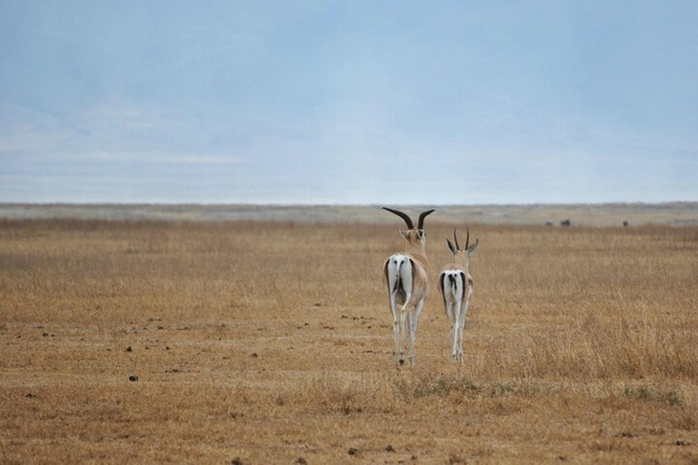 Från Nairobi: 8-dagars safari med det bästa av Kenya och Tanzania