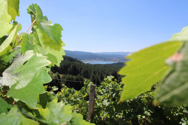 Camigliatello: Tour to the Giants Reserve & Wine Tasting Tour to the Giants Reserve & Wine Tasting