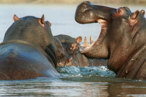 Victoriafallen: Naturskön byupplevelse med lunchkryssning