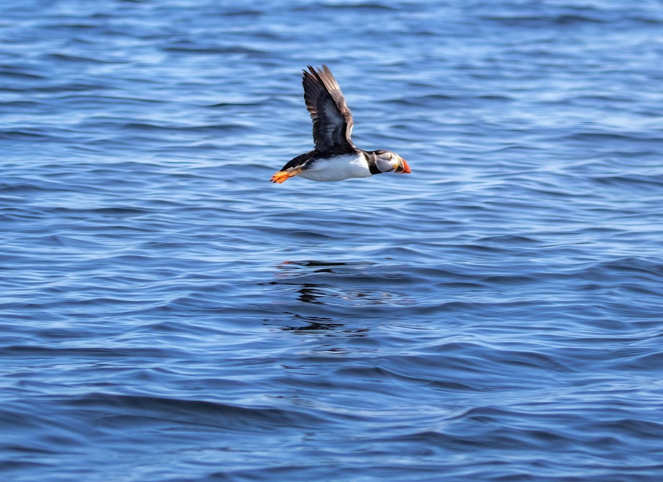 Lunenburg: Zodiac-tur med dyreliv og naturguide