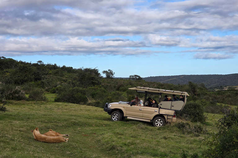 Half-Day Schotia Game Reserve (Open 4x4 Vehicle)