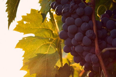 Tour privado de cata de aceite de oliva y vino con servicio de recogida