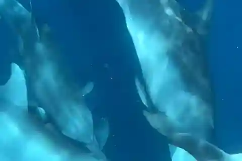 Isla de Mnemba: NATACIÓN CON DELFINES Y SNORKELING Aventura y servicio de recogida