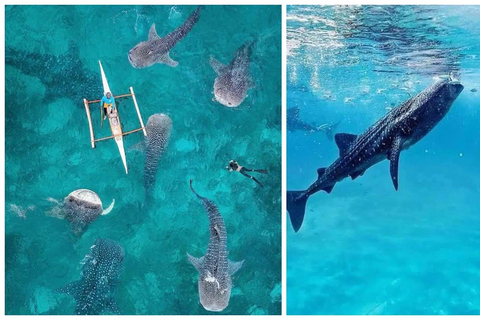 Cebu: 4 Days and 3 Nights Cebu Tour Package