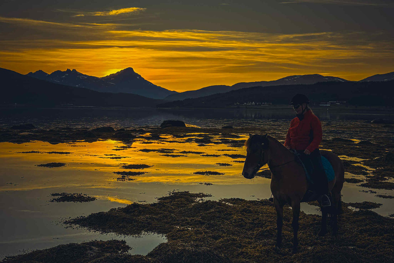 Tromsø: Arctic Midnight Sun Horseback Ride
