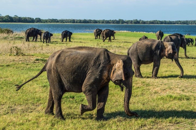 Park Narodowy Minneriya Prywatne safari jeepem na słoniuPrywatne safari jeepem na słoniu w Parku Narodowym Minneriya