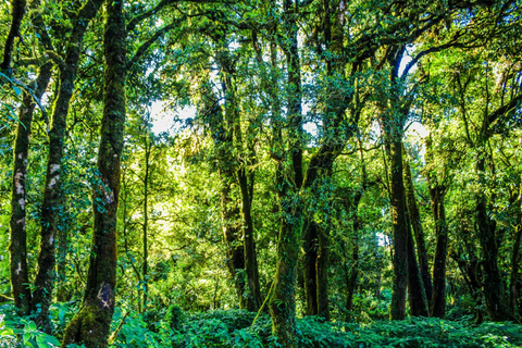 Chiang Mai: Doi Inthanon, watervallen en stamdorpentour