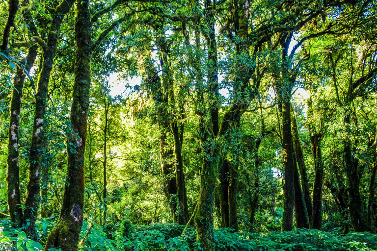 Chiang Mai: Doi Inthanon, Wasserfälle & Stammesdörfer Tour