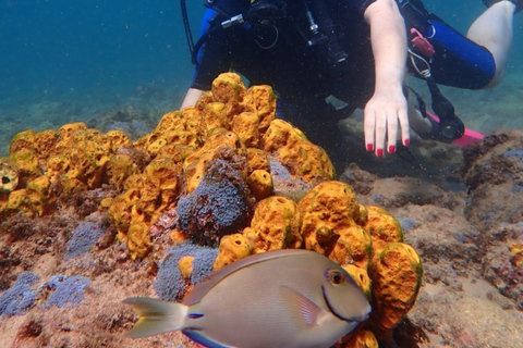 Dive in Corals at Porto da Barra Beach in Salvador-Bahia Beach diving in Corais