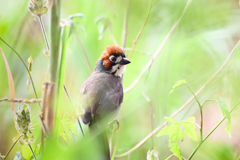 San José: Birdwatching Tour with Guide and Scope Private Birdwatching Tour