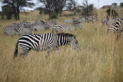 3-Day Joining Group Safari to Serengeti and Ngorongoro