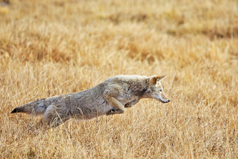 Private Sunset Safari of Grand Teton National Park Grand Teton Wildlife Safari and Scenic Highlights Tour