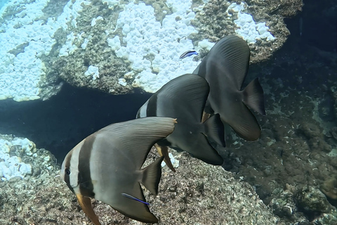 Phi Phi Islands: Shark Snorkeling Phi Phi Islands: PRIVATE VIP Shark Snorkeling - 4h