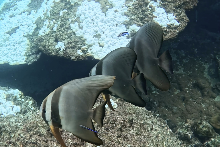 Phi Phi Islands: Shark Snorkeling Phi Phi Islands: PRIVATE VIP Shark Snorkeling - 4h